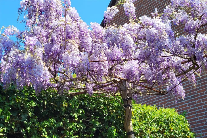 Foto 36 van Schepenenlaan 30