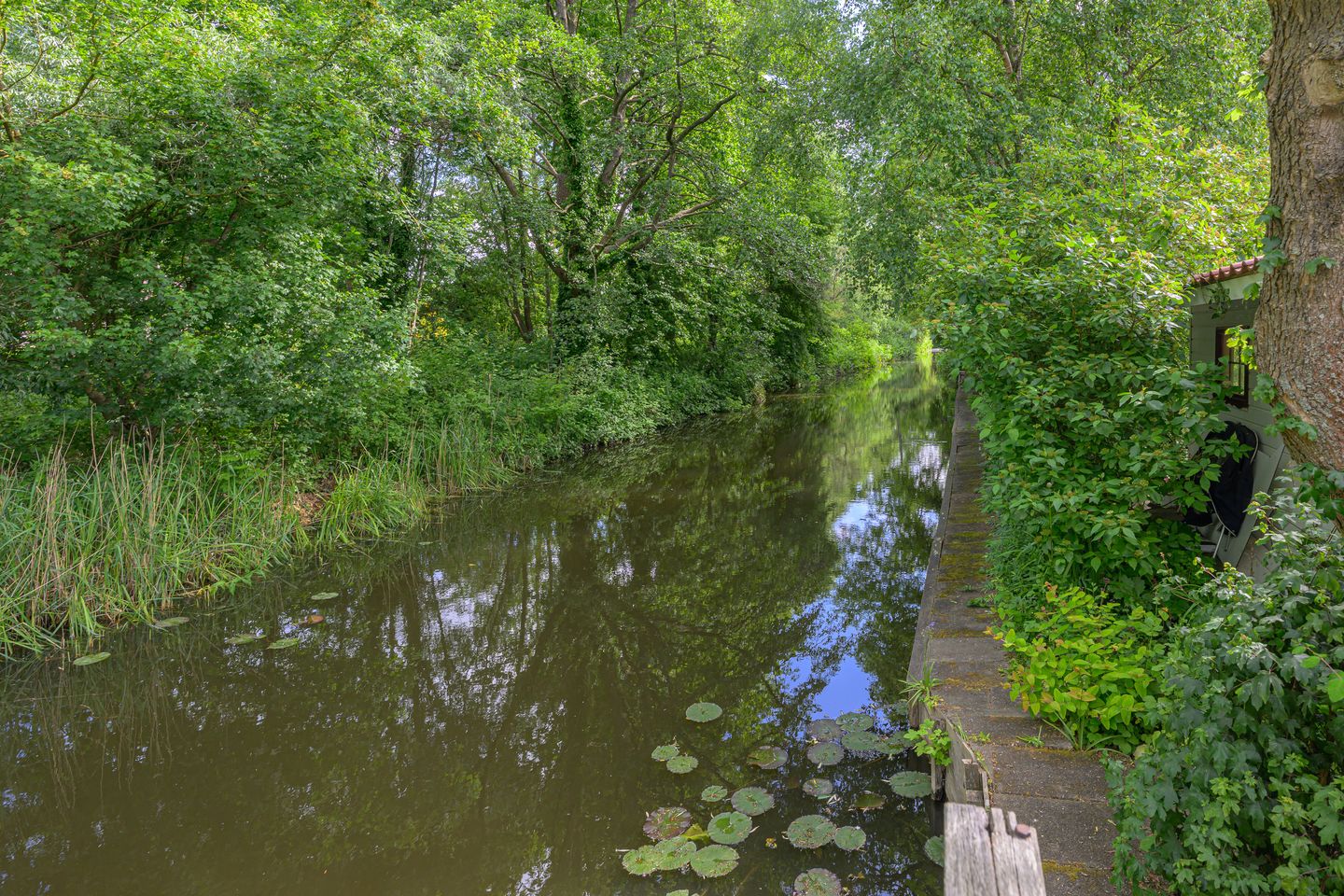 Foto 50 van Tureluur 5