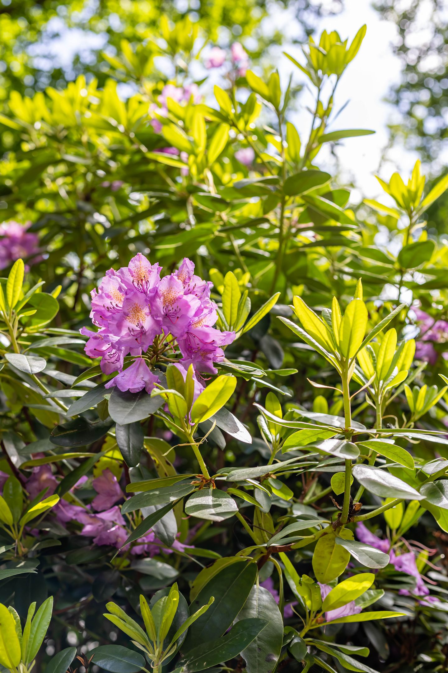 Foto 50 van Boterpol 22