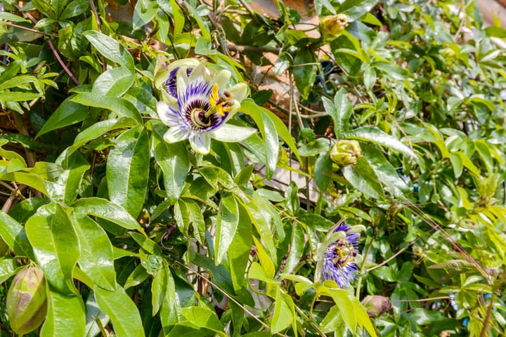 Foto 48 van Nassauhof 3