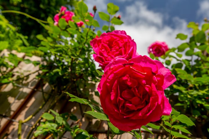 Foto 33 van Wilhelminalaan 3