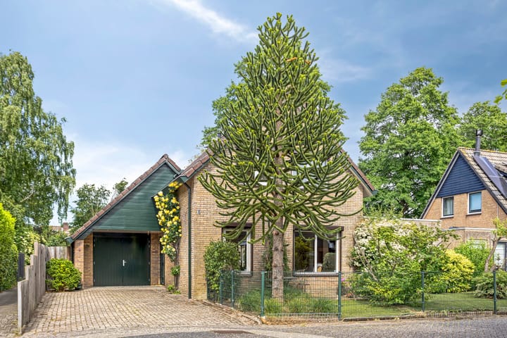 Foto 5 van Koriander 9