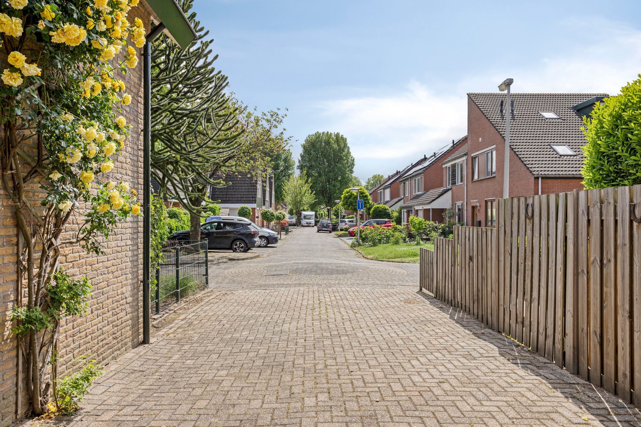 Foto 9 van Koriander 9