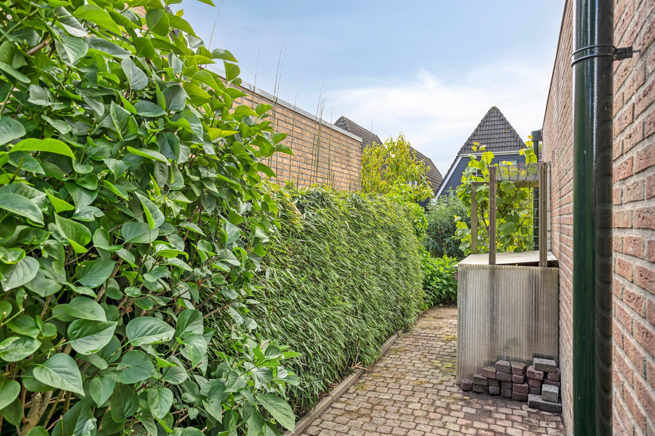 Foto 45 van Koriander 9