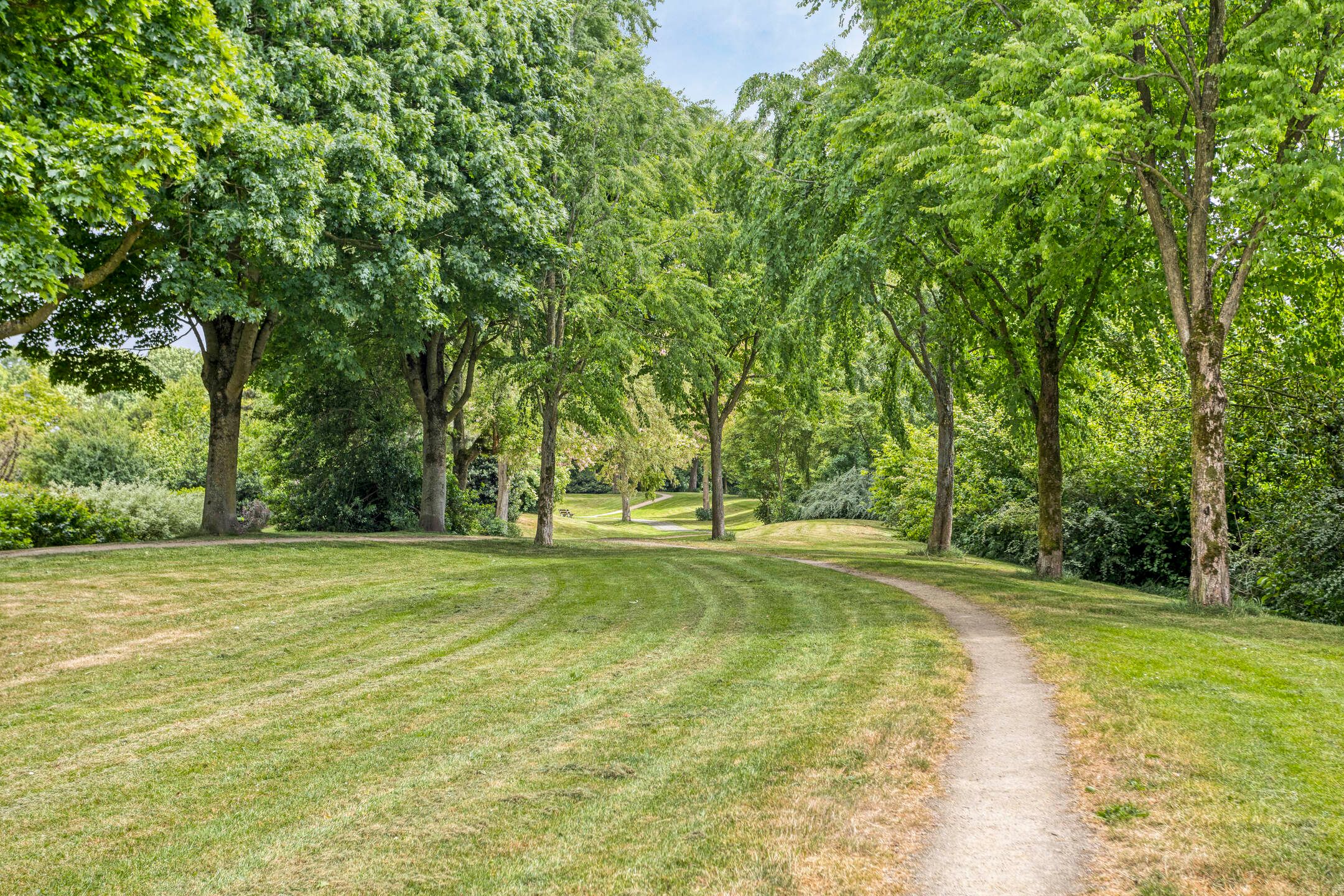 Foto 60 van Koriander 9