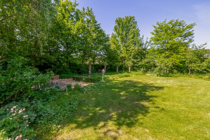 Photo 54 of Lupine 13