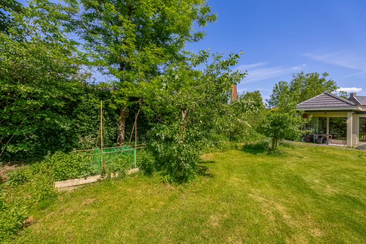 Photo 58 of Lupine 13