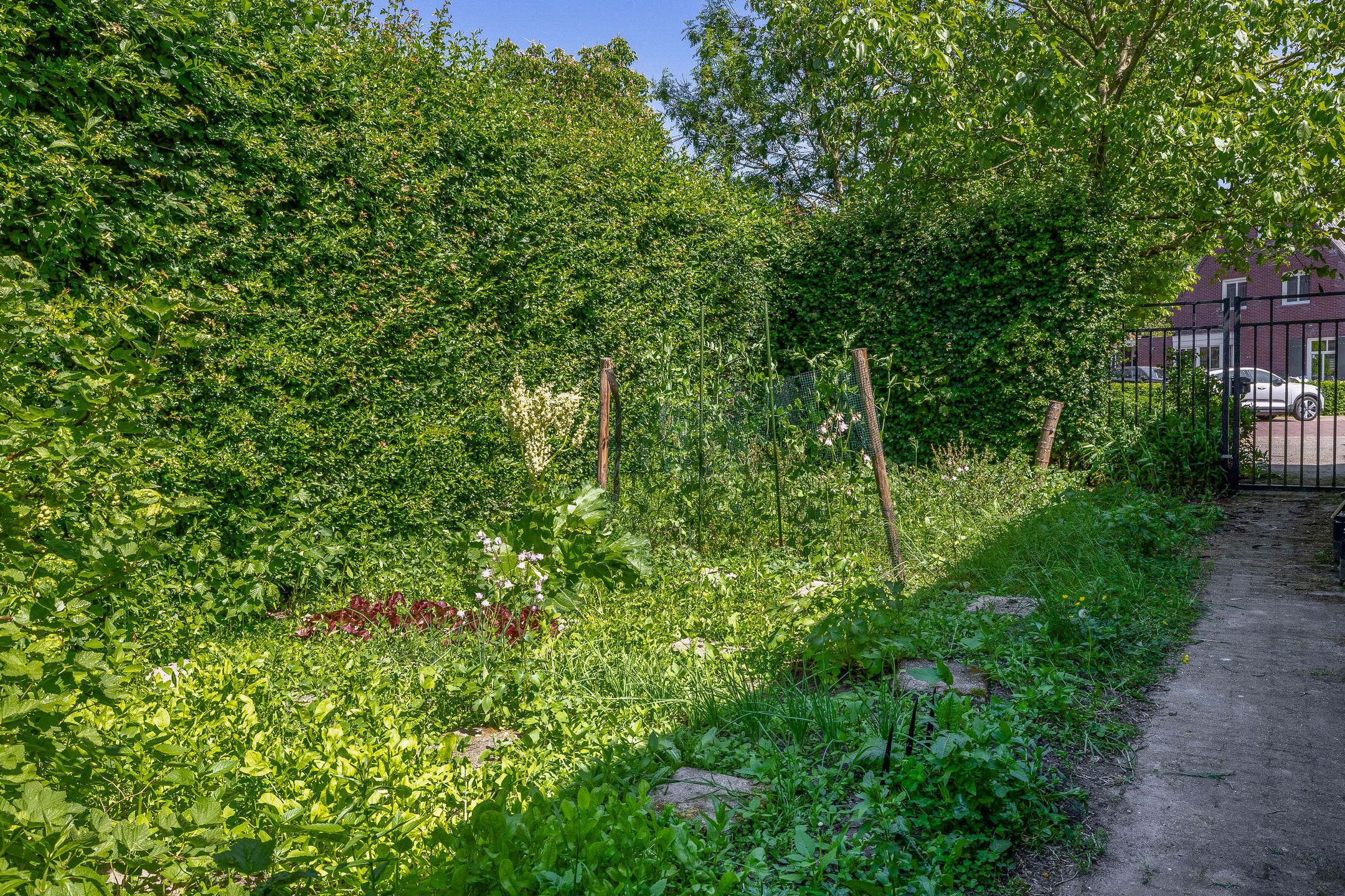 Foto 60 van Lupine 13