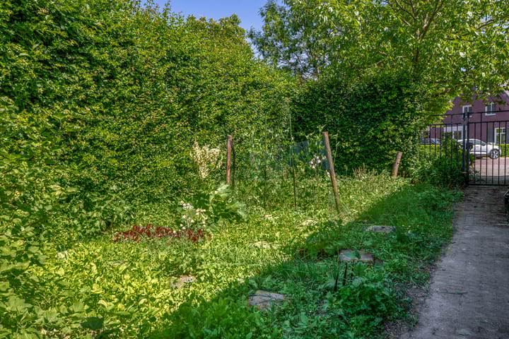 Photo 60 of Lupine 13