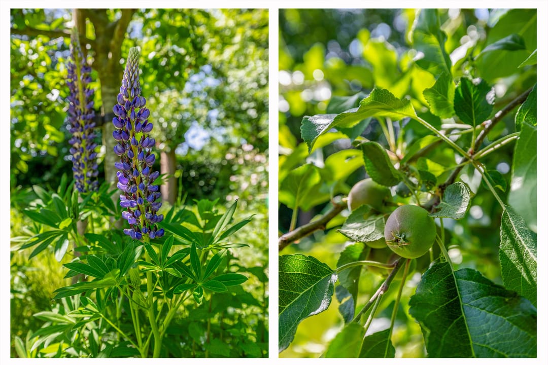 Foto 61 van Lupine 13