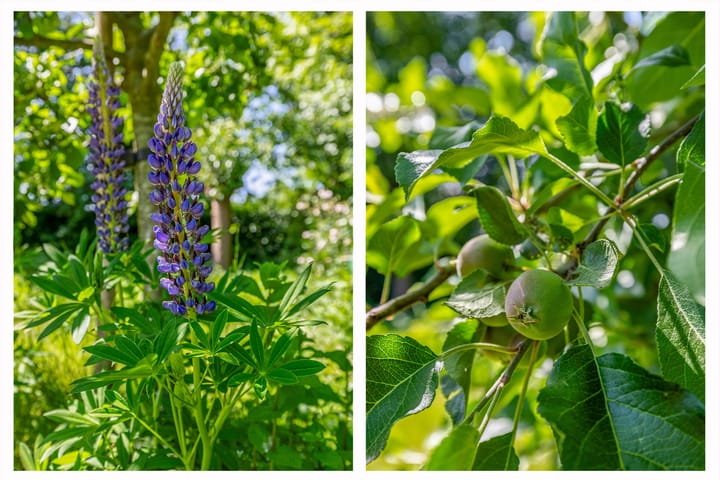 Photo 61 of Lupine 13