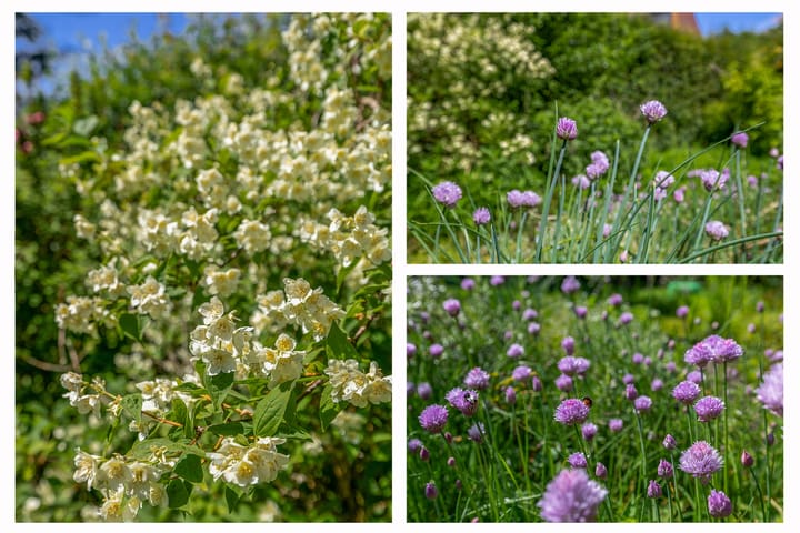 Photo 62 of Lupine 13