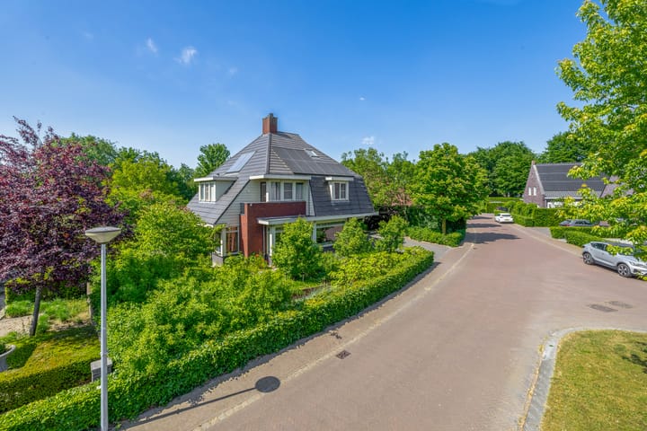 Photo 63 of Lupine 13