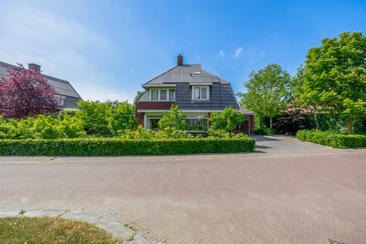 Photo 64 of Lupine 13