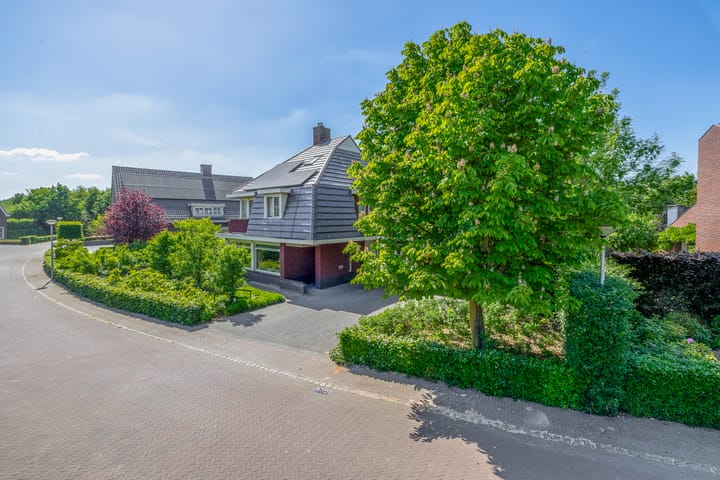 Photo 65 of Lupine 13