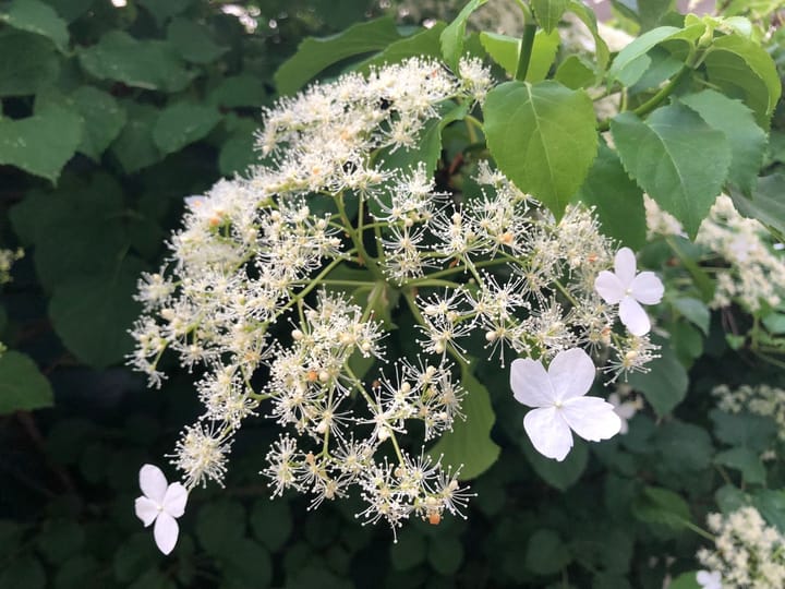 Foto 36 van Westeinde 85