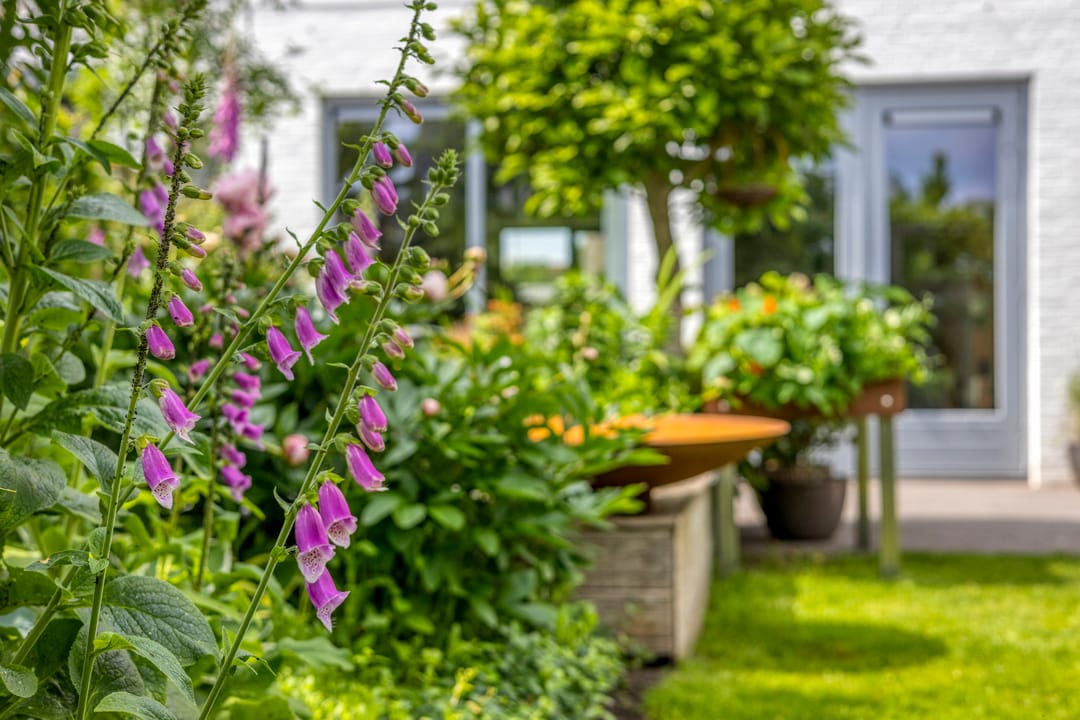 Foto 41 van Havikskruid 76