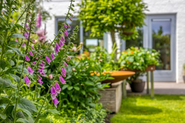 Foto 41 van Havikskruid 76