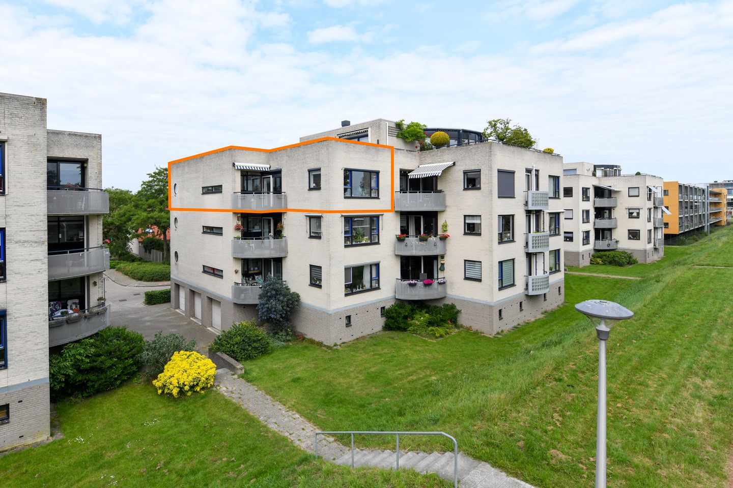 Sterrekruid 49 main image
