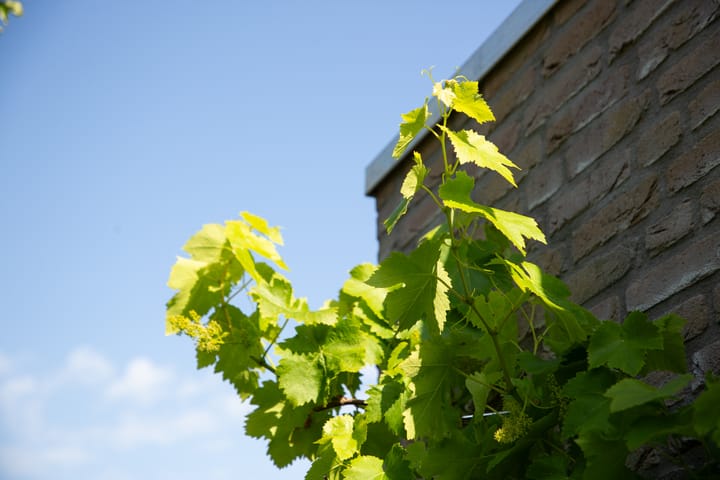 Foto 70 van Lichtenvoordseweg 60