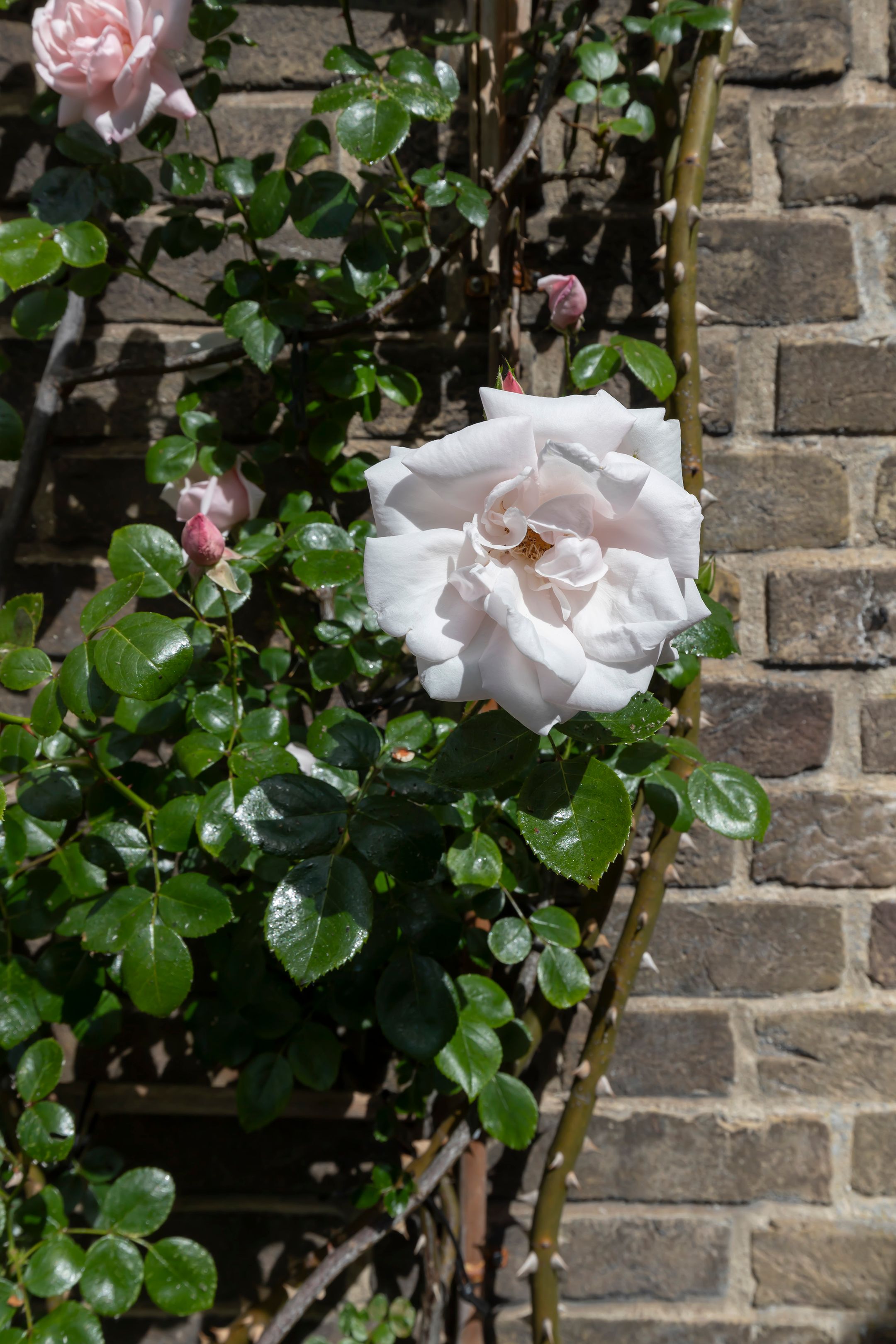 Foto 9 van Ophelialaan 66