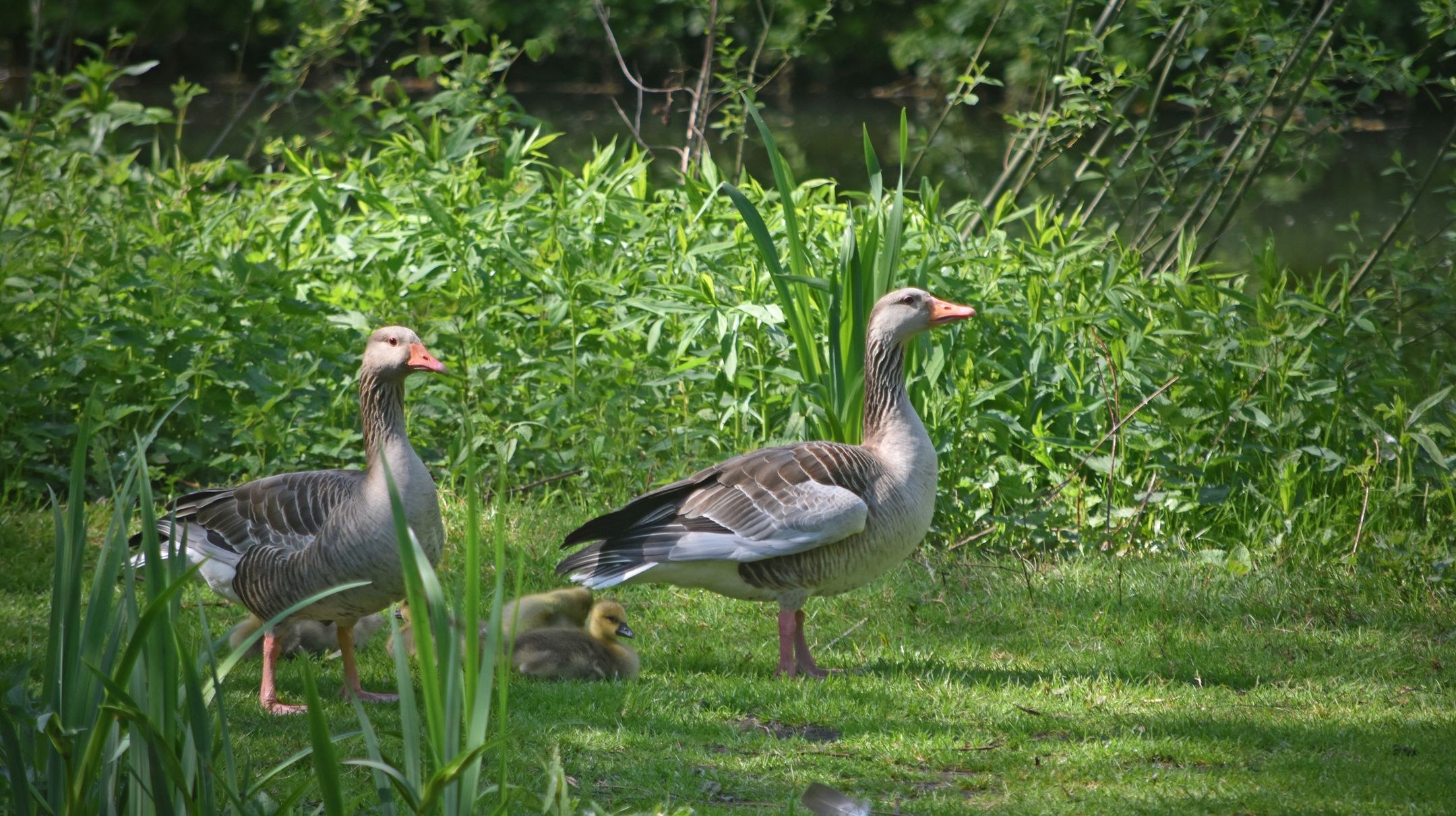 Foto 57 van Kapershof 27