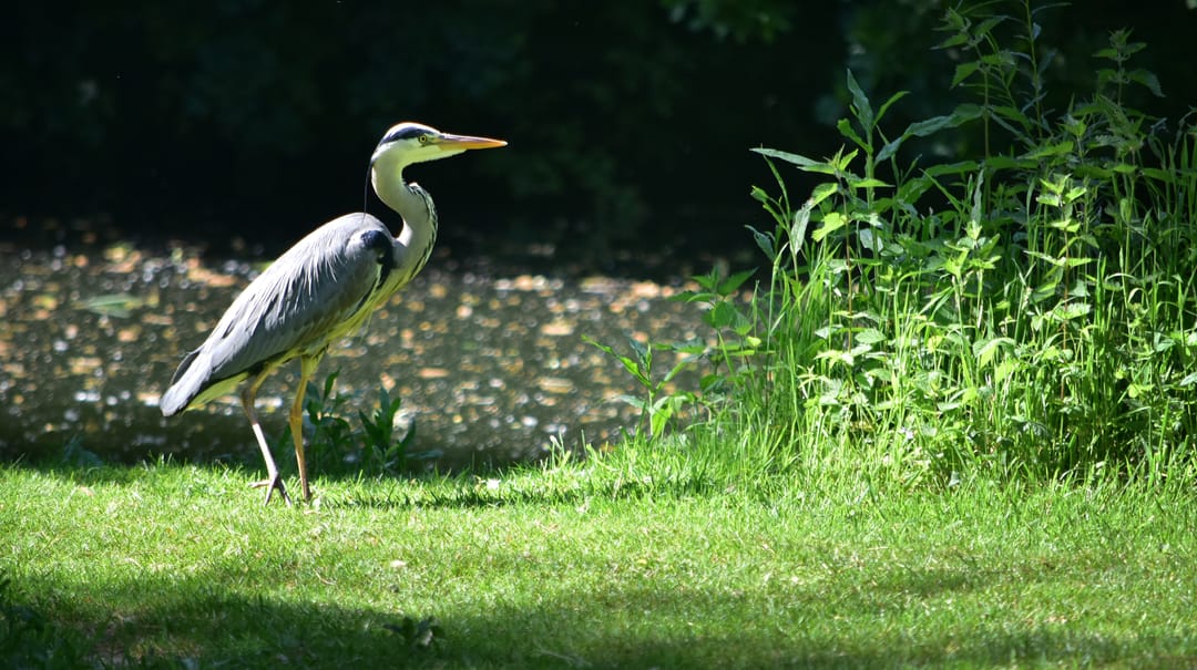 Foto 58 van Kapershof 27