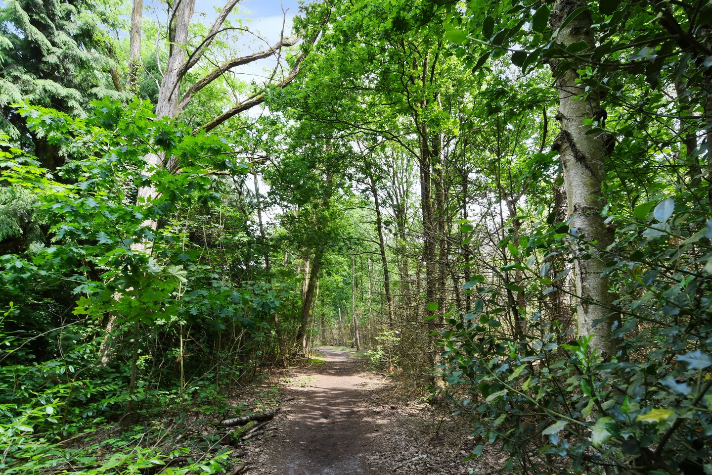 Foto 49 van Hazenloop 15