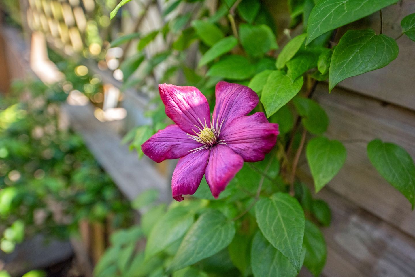 Foto 25 van Theresiastraat 9