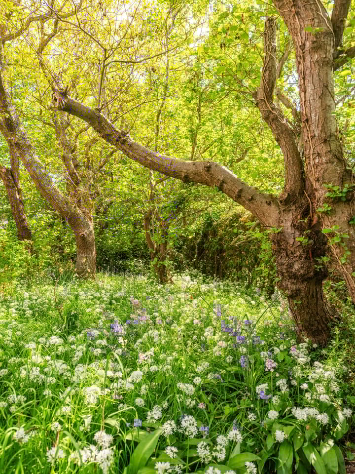 Foto 54 van Elzenlaan 30