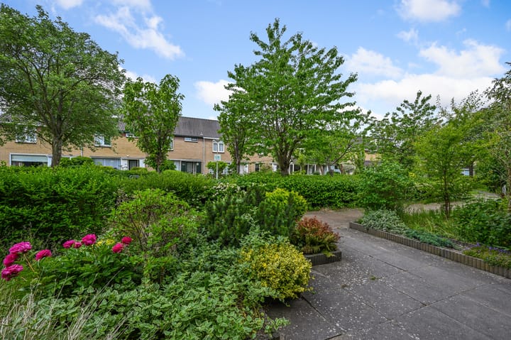 Photo 39 of Tormentil 5