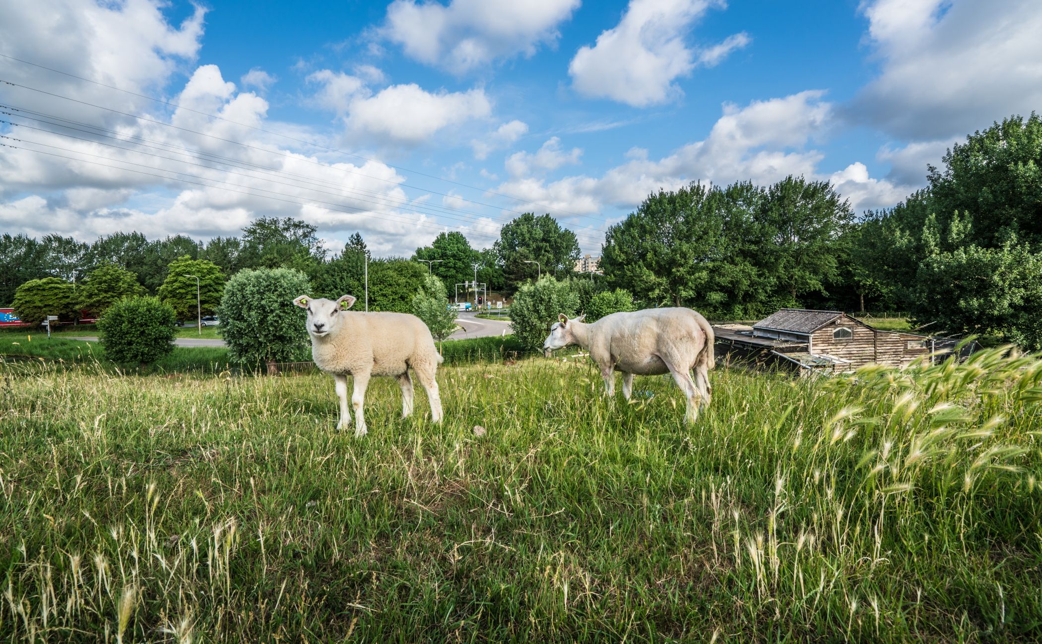 Foto 30 van Rosmolen 74