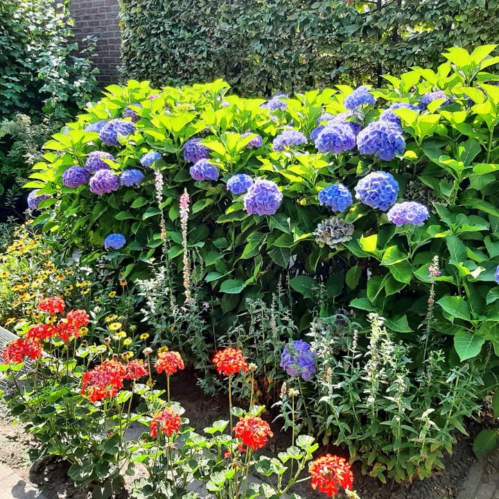 Foto 35 van Franciscuslaan 8-A