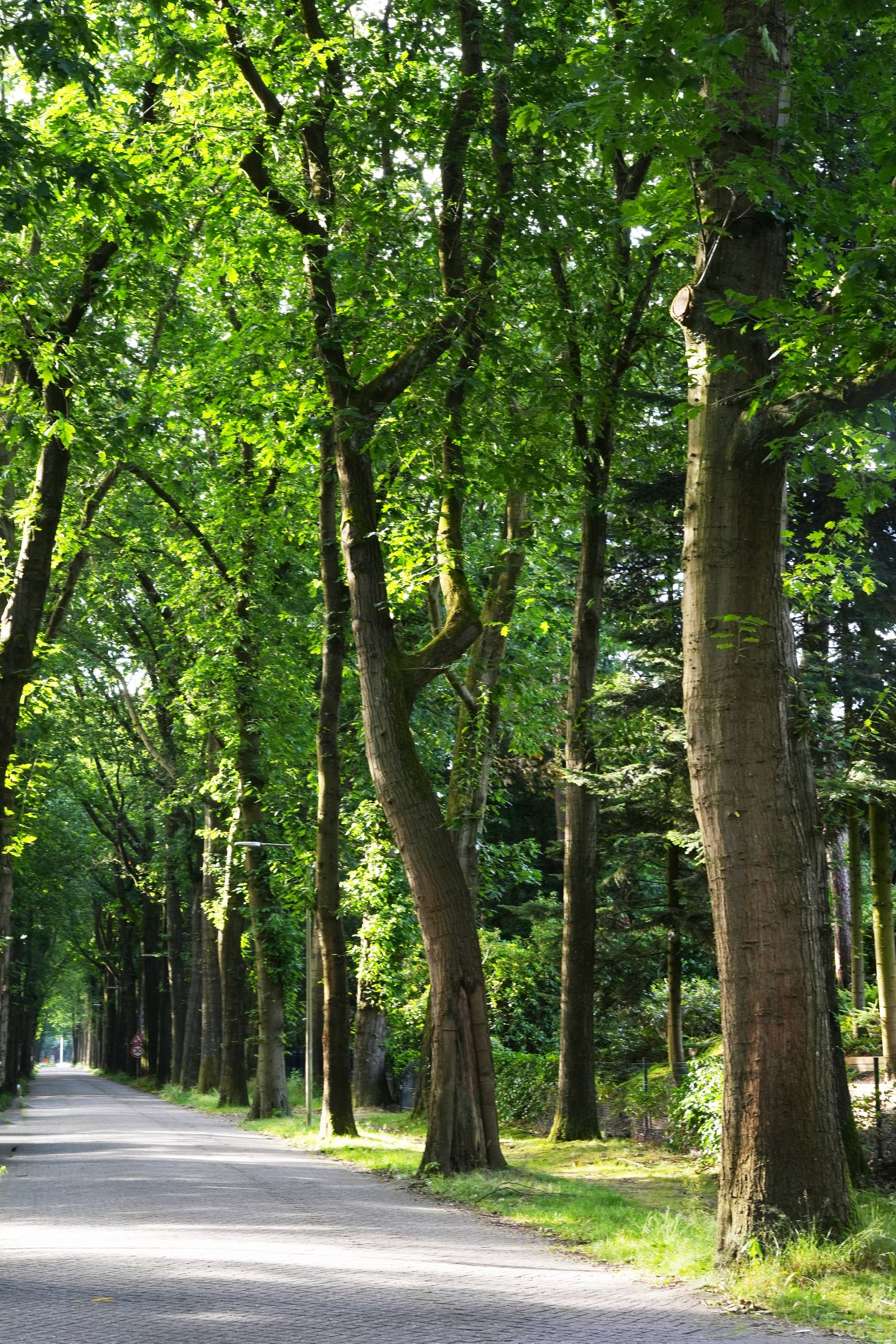 Foto 9 van De Bostuin