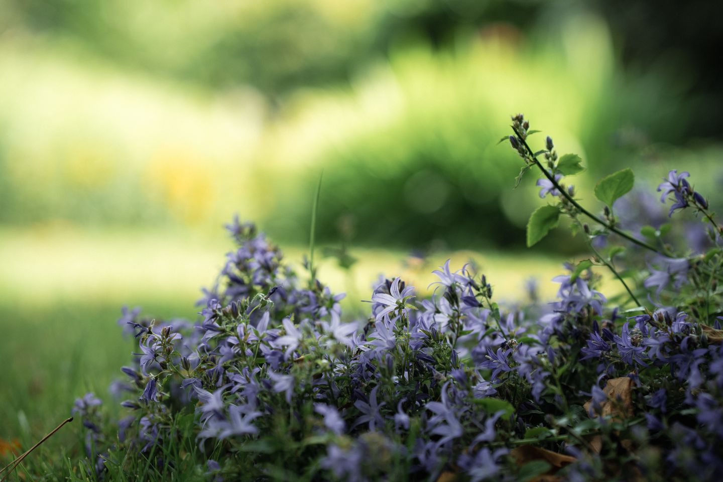 Foto 14 van Gezellelaan 16