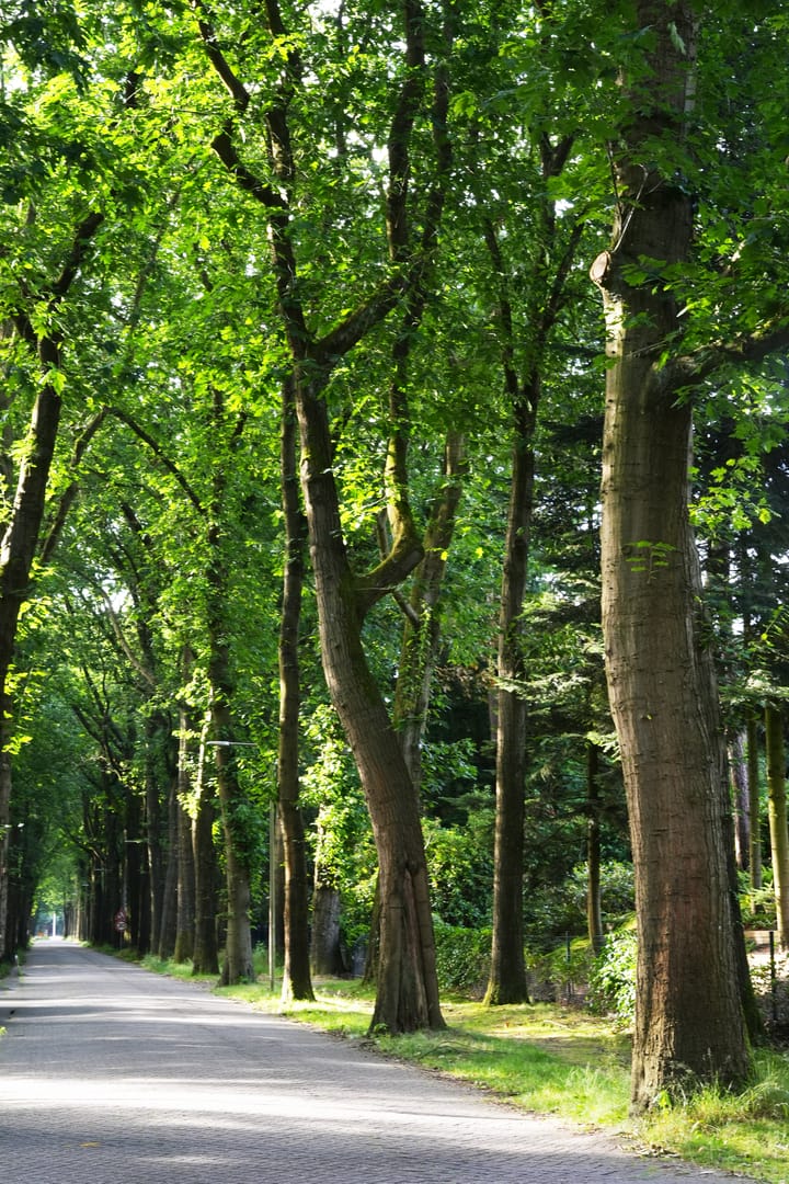 Photo 8 of Duinweg 30