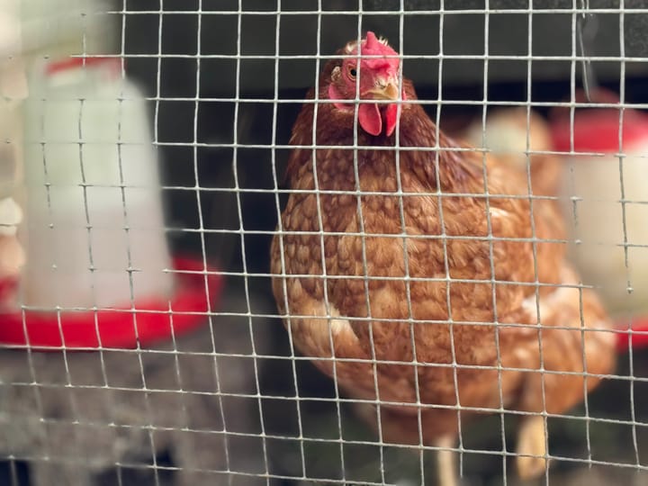 Foto 30 van Prinsenstraat 41