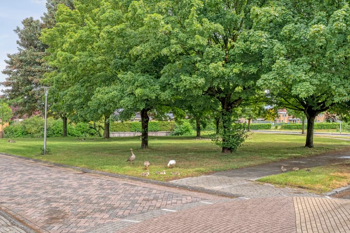 Foto 38 van Rhododendron 7