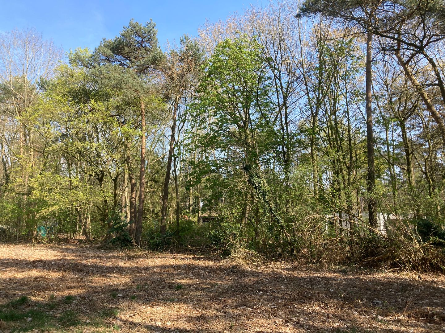 Bekijk foto 3 van Hei