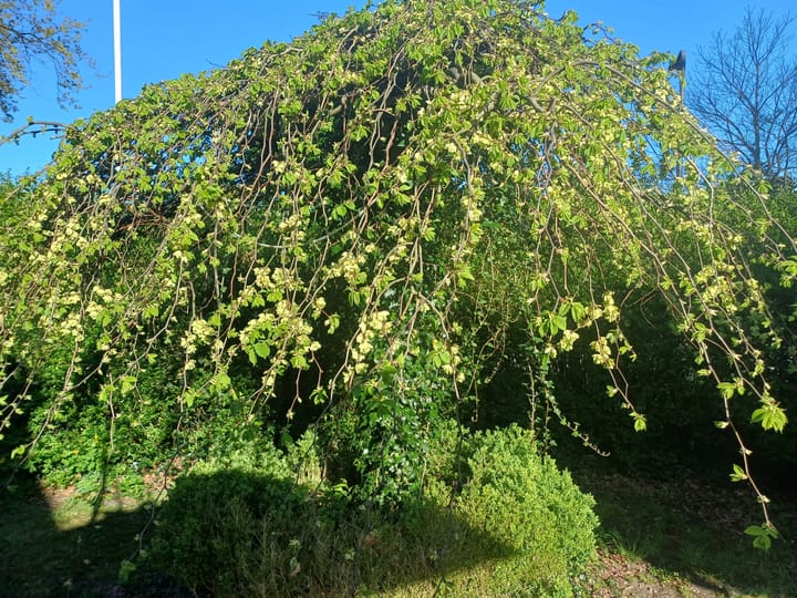 Foto 40 van Jut van Breukelerwaardlaan 8