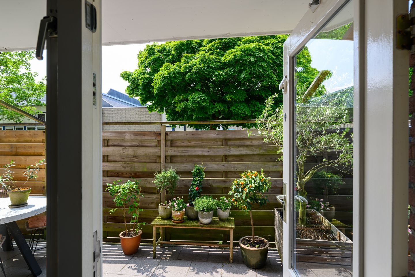 Foto 25 van Pluimgras 1