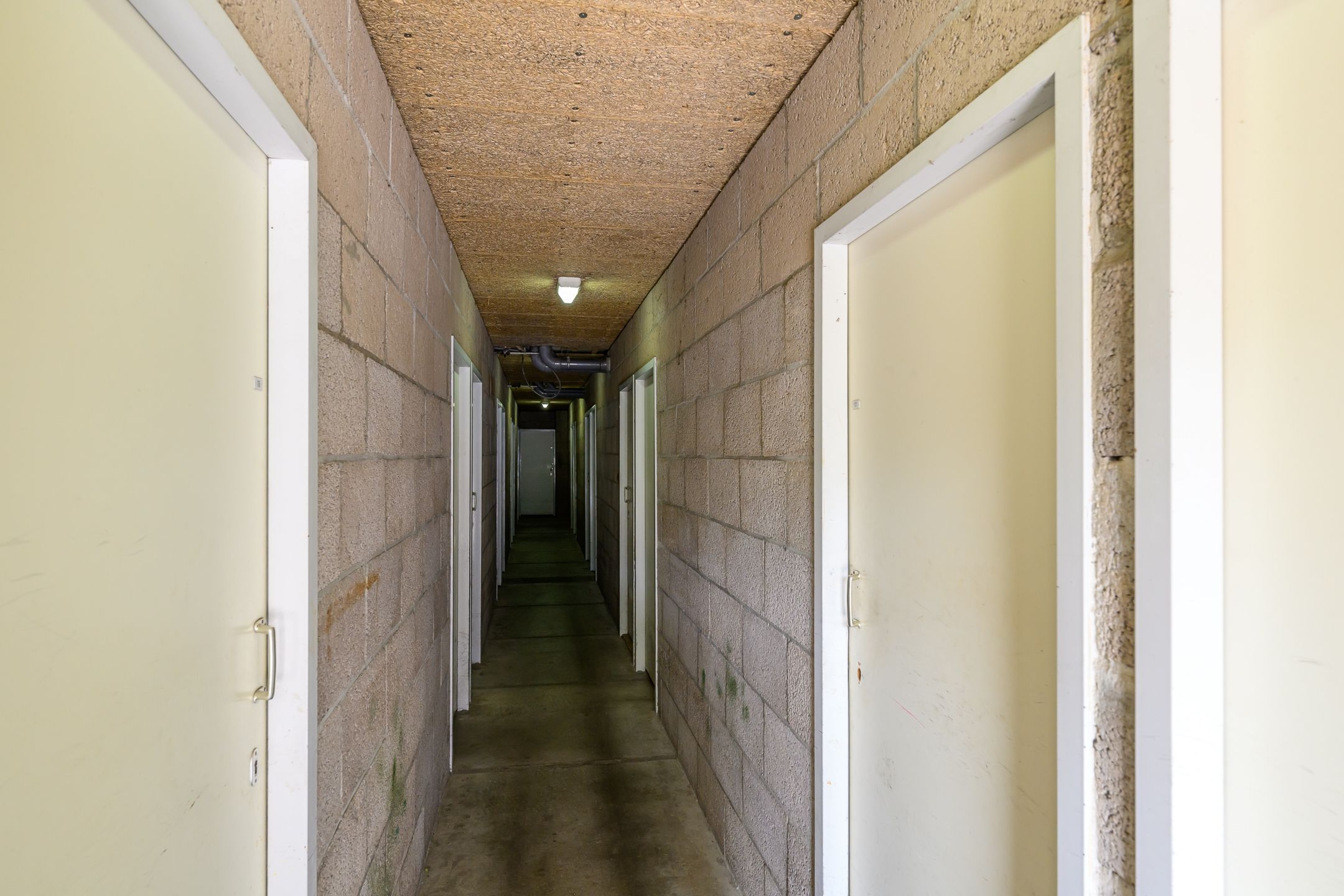 Foto 33 van Pluimgras 1