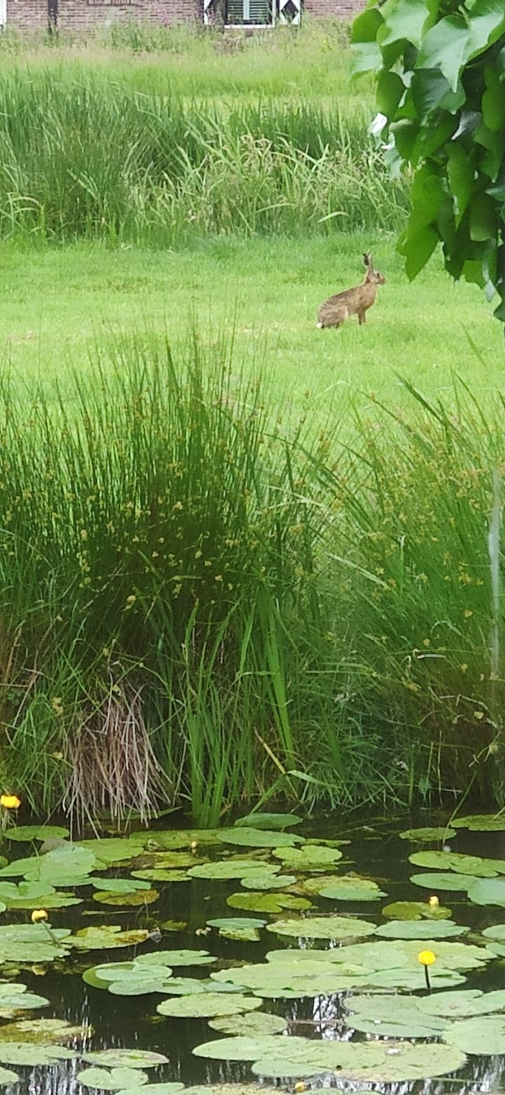 Foto 56 van Hoofdweg 122