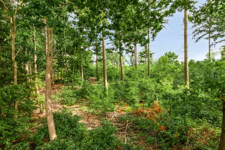 Foto 40 van Bosweg 6-A