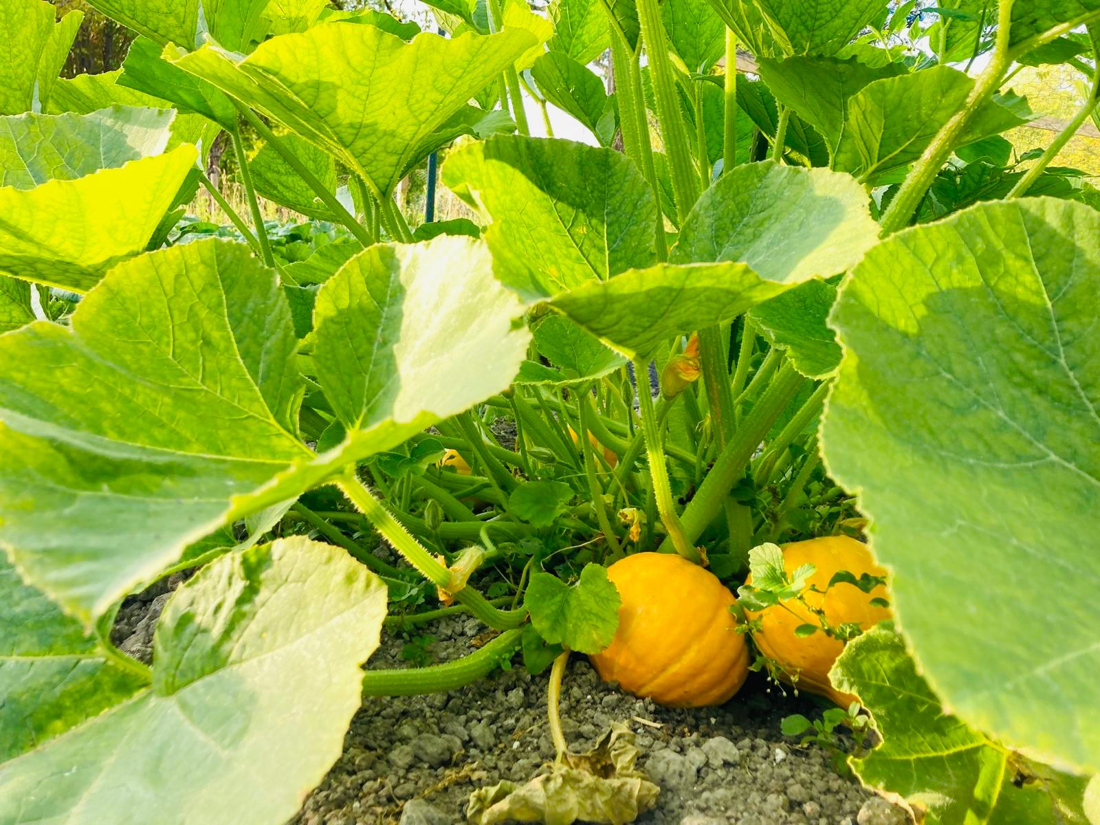 Foto 48 van Zuiddijk 14