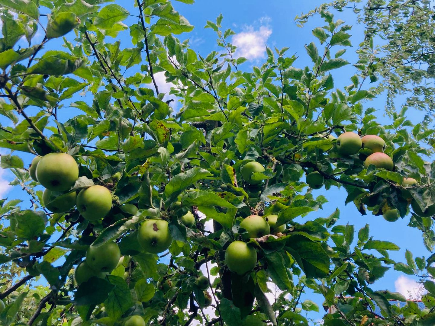 Foto 50 van Zuiddijk 14