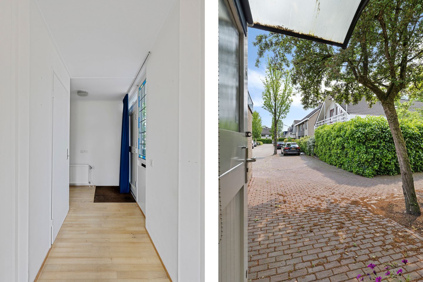 Foto 14 van Sleutelbloem 14