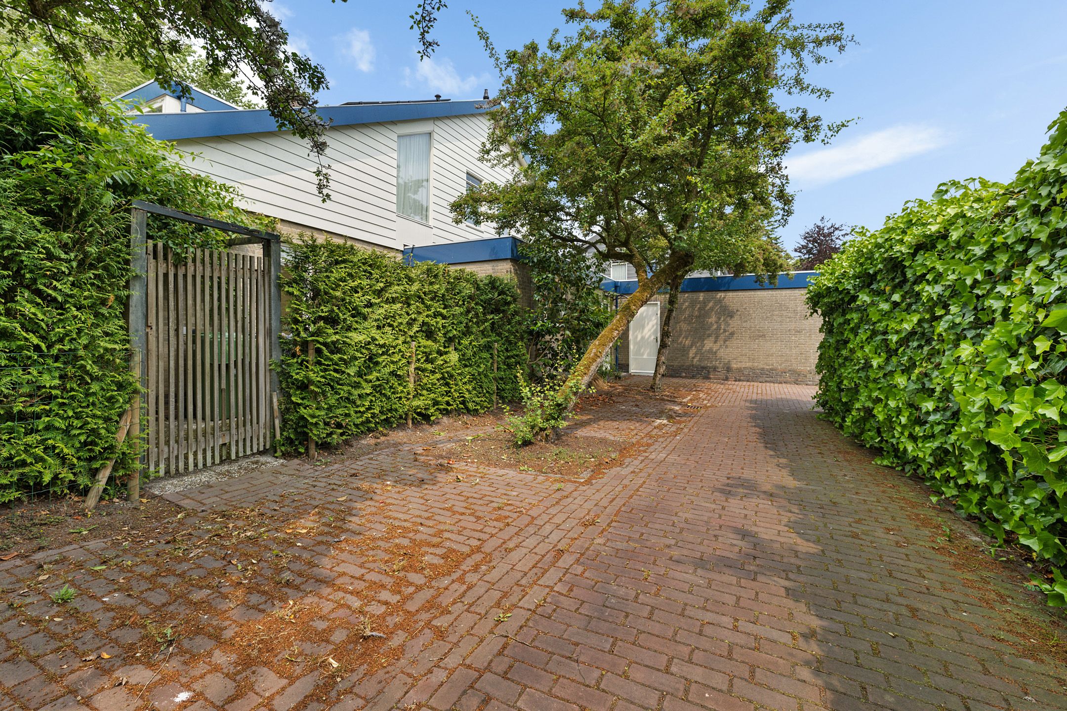 Foto 6 van Sleutelbloem 14