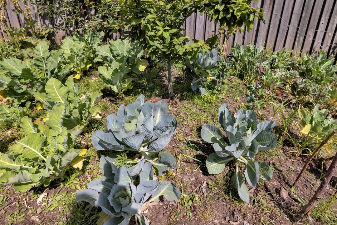 Foto 43 van Putter 11