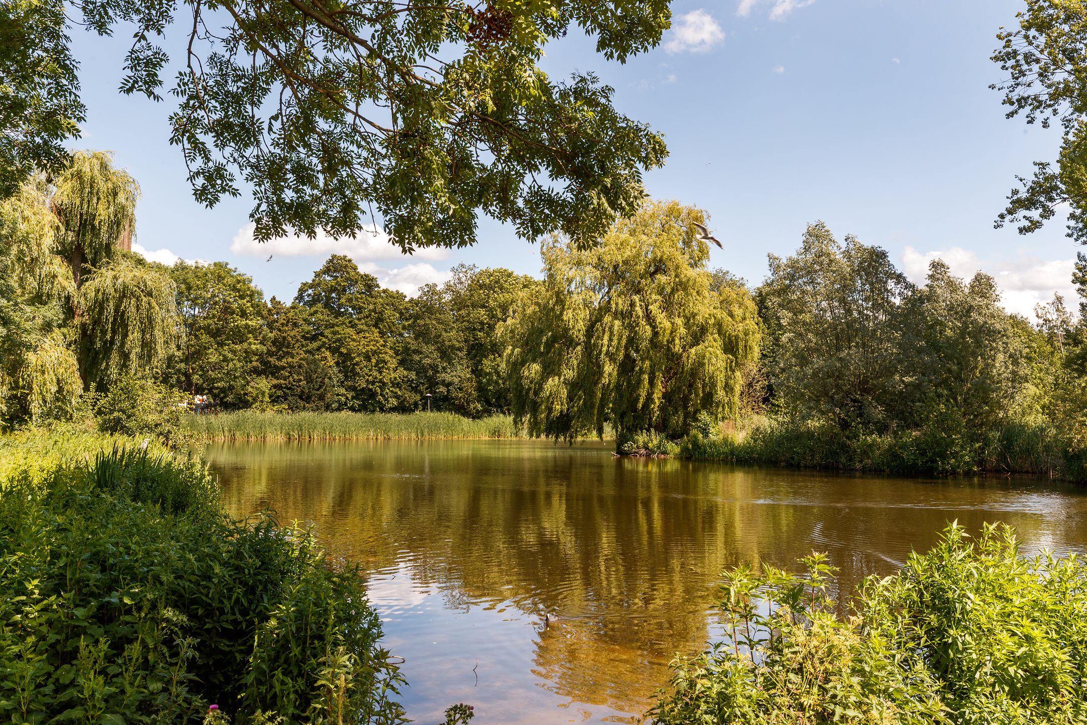 Foto 21 van Korfoedreef 13